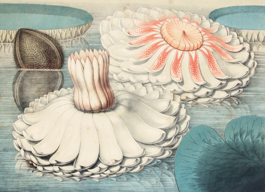 William Sharp chromolithograph Flowering Lillies from: Sharp, William (1803-1875), after John Fisk Allen (1785-1865), Flowering Lilies from Victoria Regia, or, The great Water Lily of America , chromolithograph on woven paper, Boston printed by Sharp & So