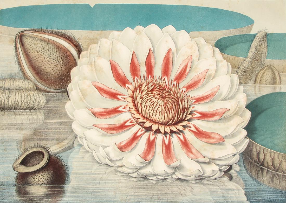 William Sharp chromolithograph large Flowering Lillies: Sharp, William (1803-1875), after John Fisk Allen (1785-1865), Flowering Lily from Victoria Regia, or, The great Water Lily of America , chromolithograph on woven paper, Boston printed by Sharp & Sons