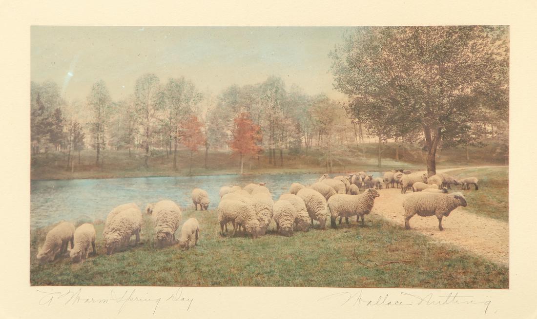 Wallace Nutting Sheep Hand Tinted Photograph (1 of 6)