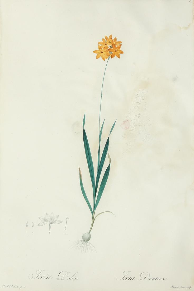 Pierre-Joseph Redouté stipple engraving Yellow Corn (1 of 7)