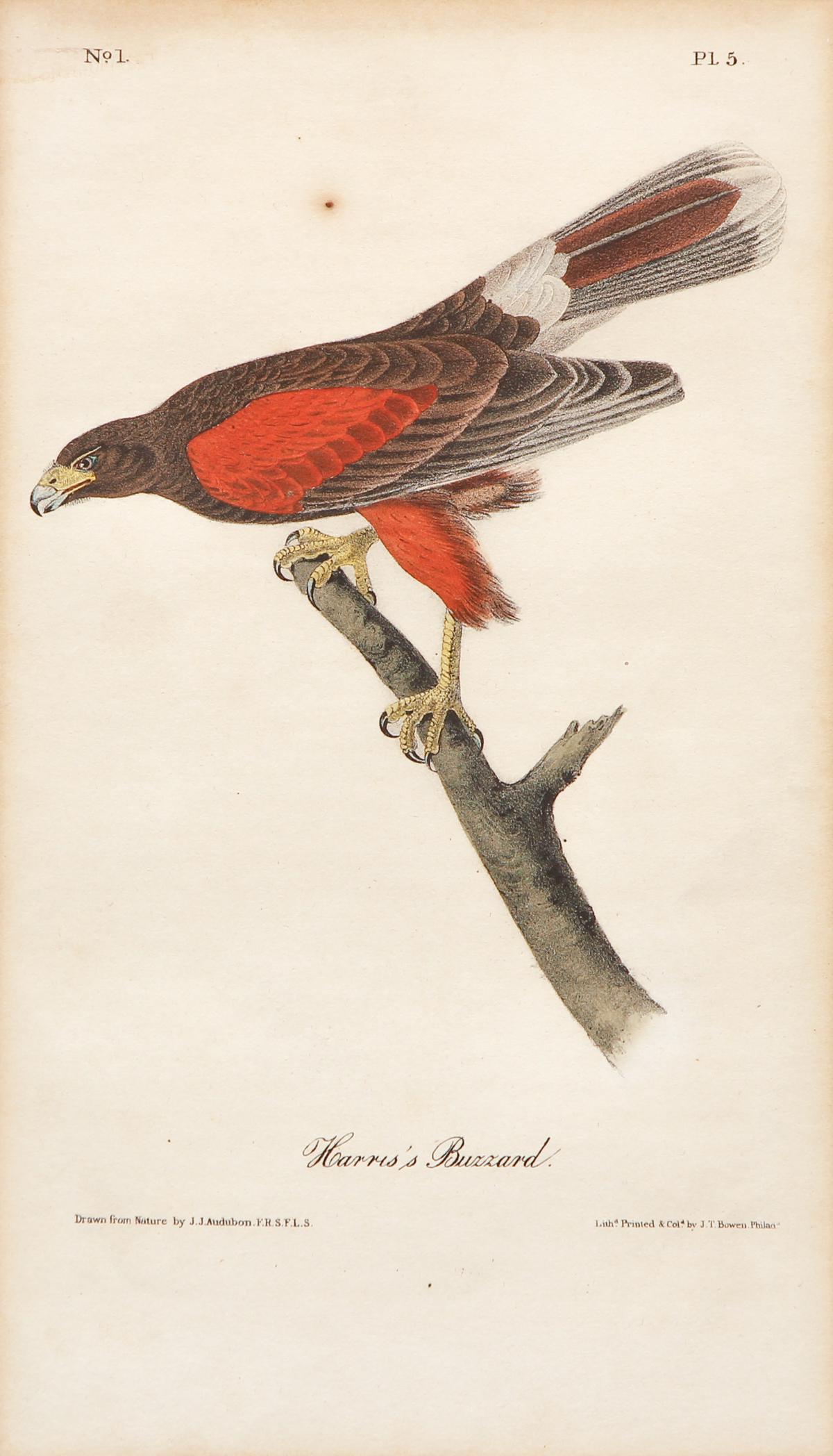 Audubon Color Harris's Buzzard Birds (1 of 10)