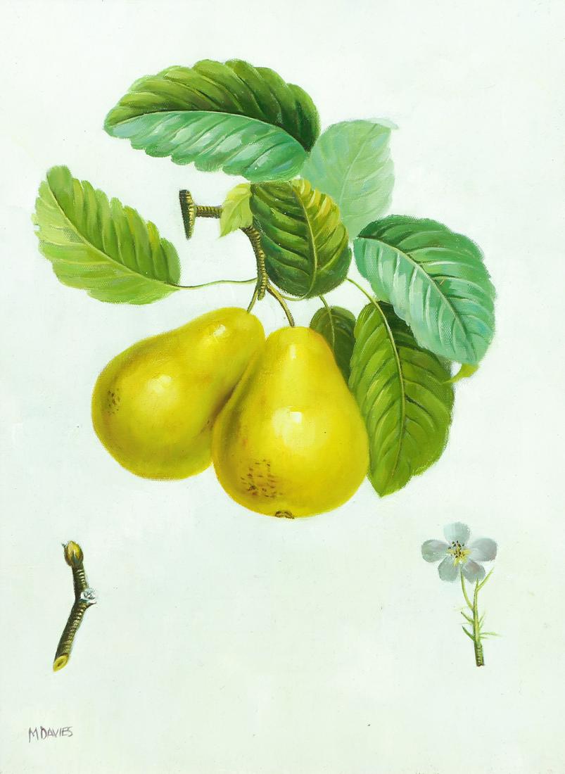 M Davies Still Life Oil Painting Pear (1 of 7)