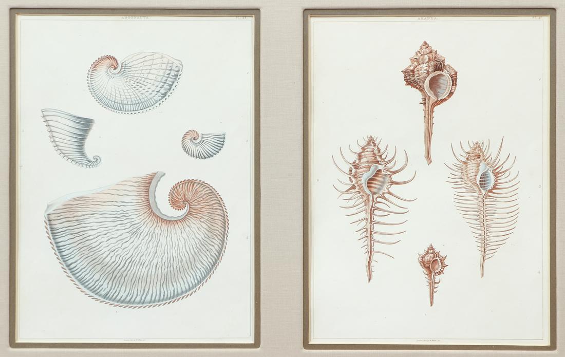 2 framed prints Conchology The Natural History of (1 of 11)