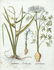 Basil Besler Sparganium Orobanche Cicuta Maxima