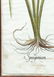 Basil Besler Sparganium Orobanche Cicuta Maxima - 5