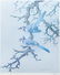 Pair Basil Ede Signed Bird Prints Blue Jays