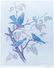 Pair Basil Ede Signed Bird Prints Blue Jays - 8