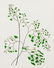 Henry Evans 1972 linocut Maidenhair Fern