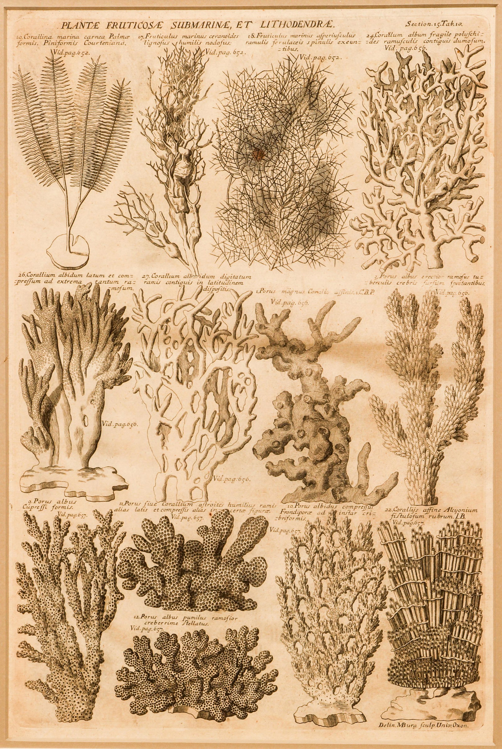 Pair Robert Morison Engraved Coral Plates Plantarum (1 of 7)