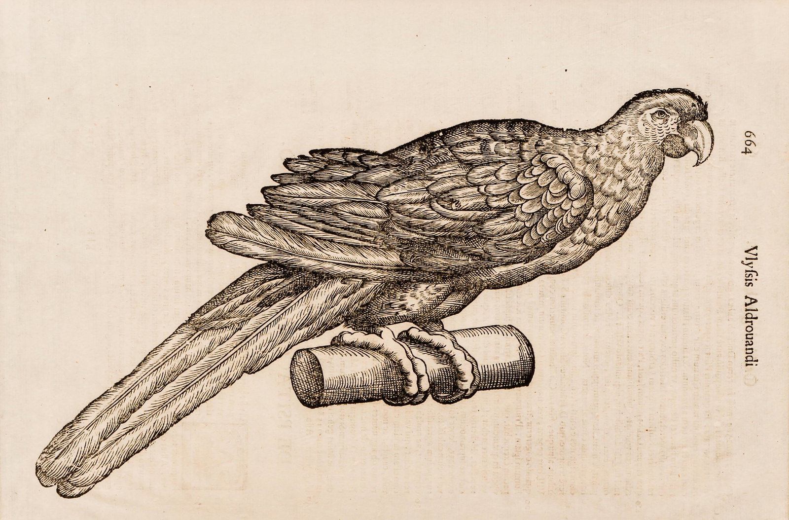 Aldrouandi Parrot Bird Engraving Ornithology (1 of 4)
