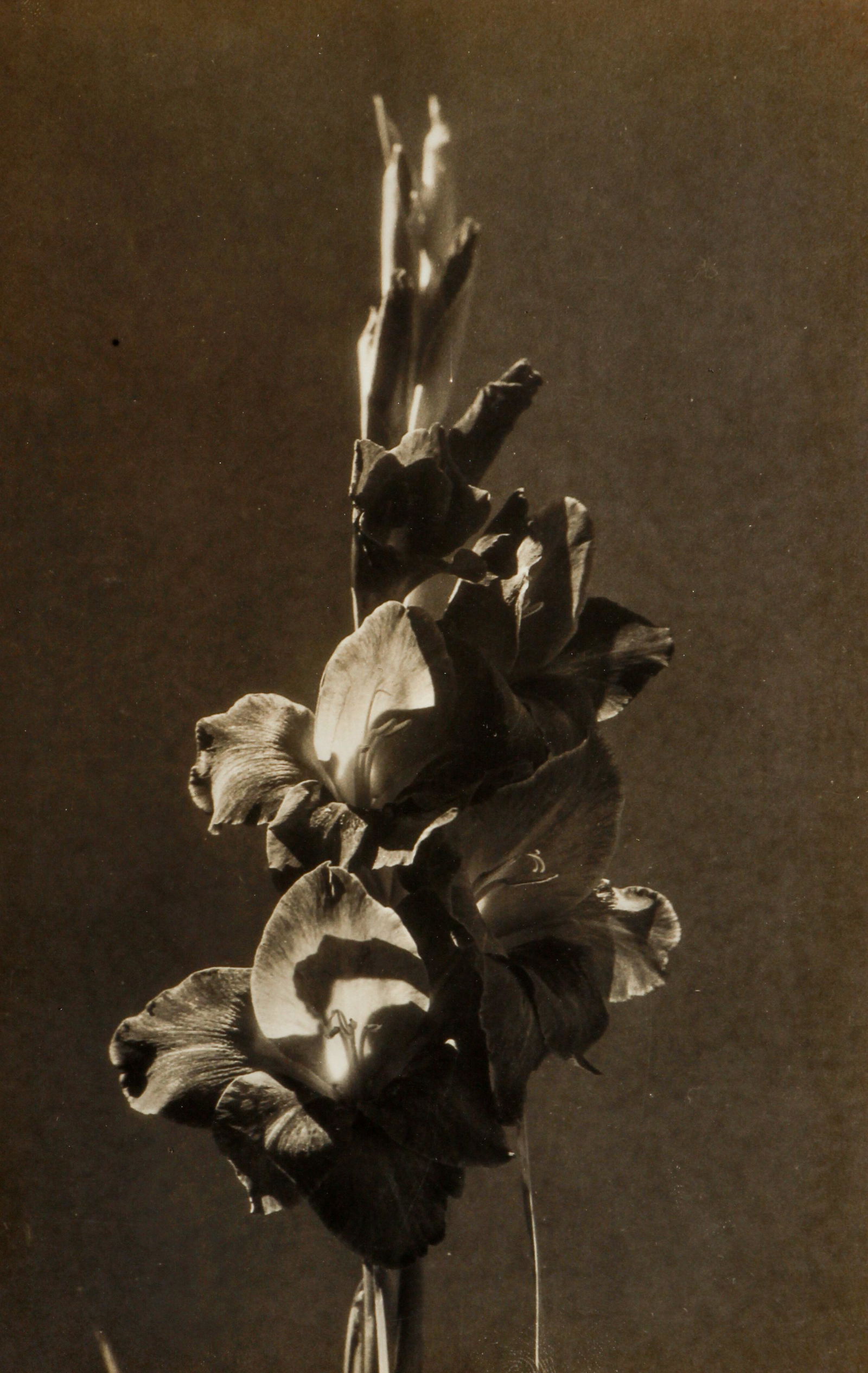 Walker Evans Gladiolus Original Photograph (1 of 4)
