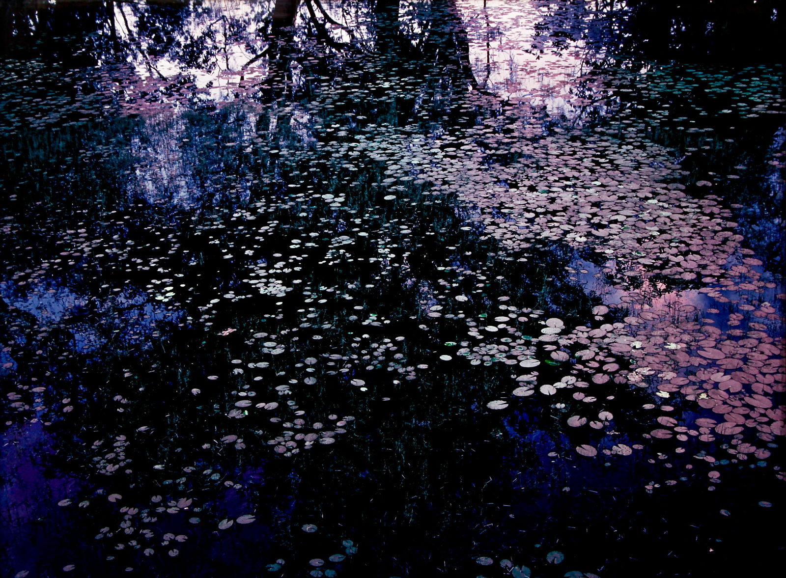 William T. Hillman 1992-1995 Cibachrome Blue Bill (1 of 2)