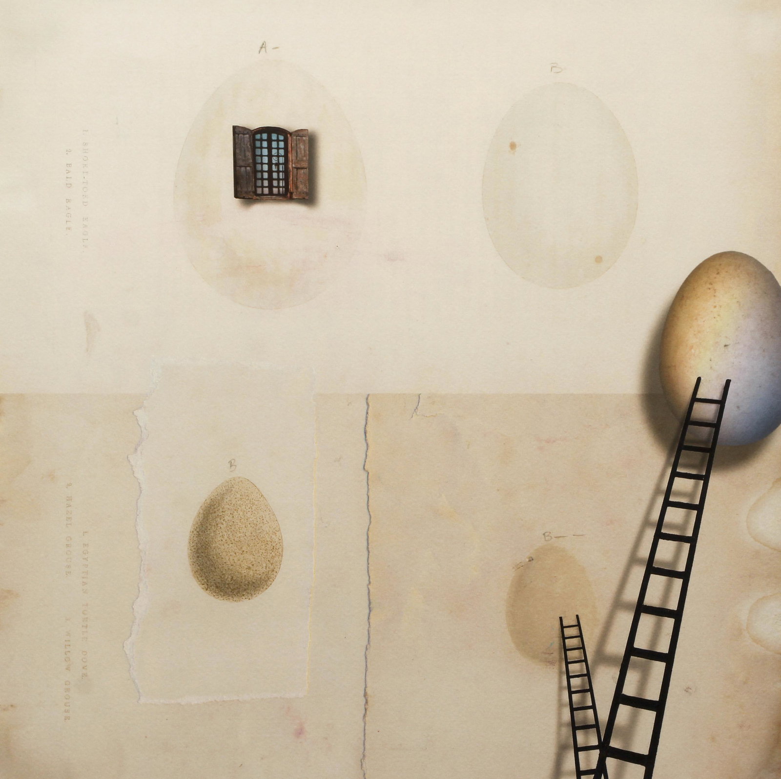 Maggie Taylor Graded Eggs Signed Photo 1998 (1 of 6)