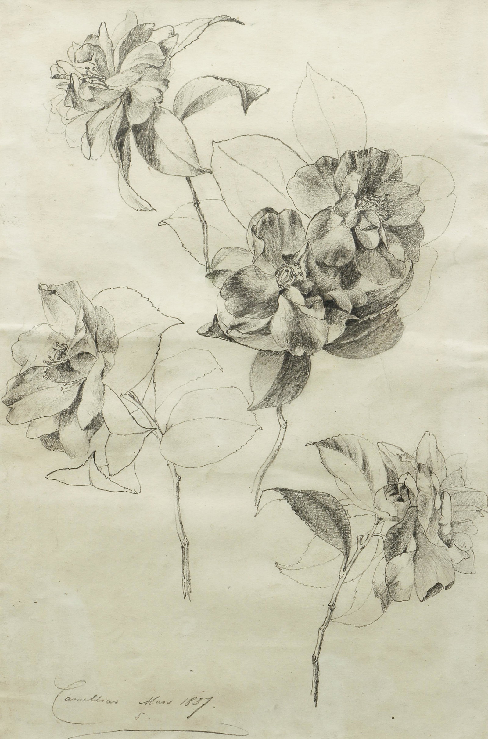 Botanical Study of Camillias 1837 pencil drawing: 19th Century Botanical School, Study of Camillias , Mars 5, 1837, pencil drawing , inscribed with date lower left, framed measuring 27 x 19.75 inches.