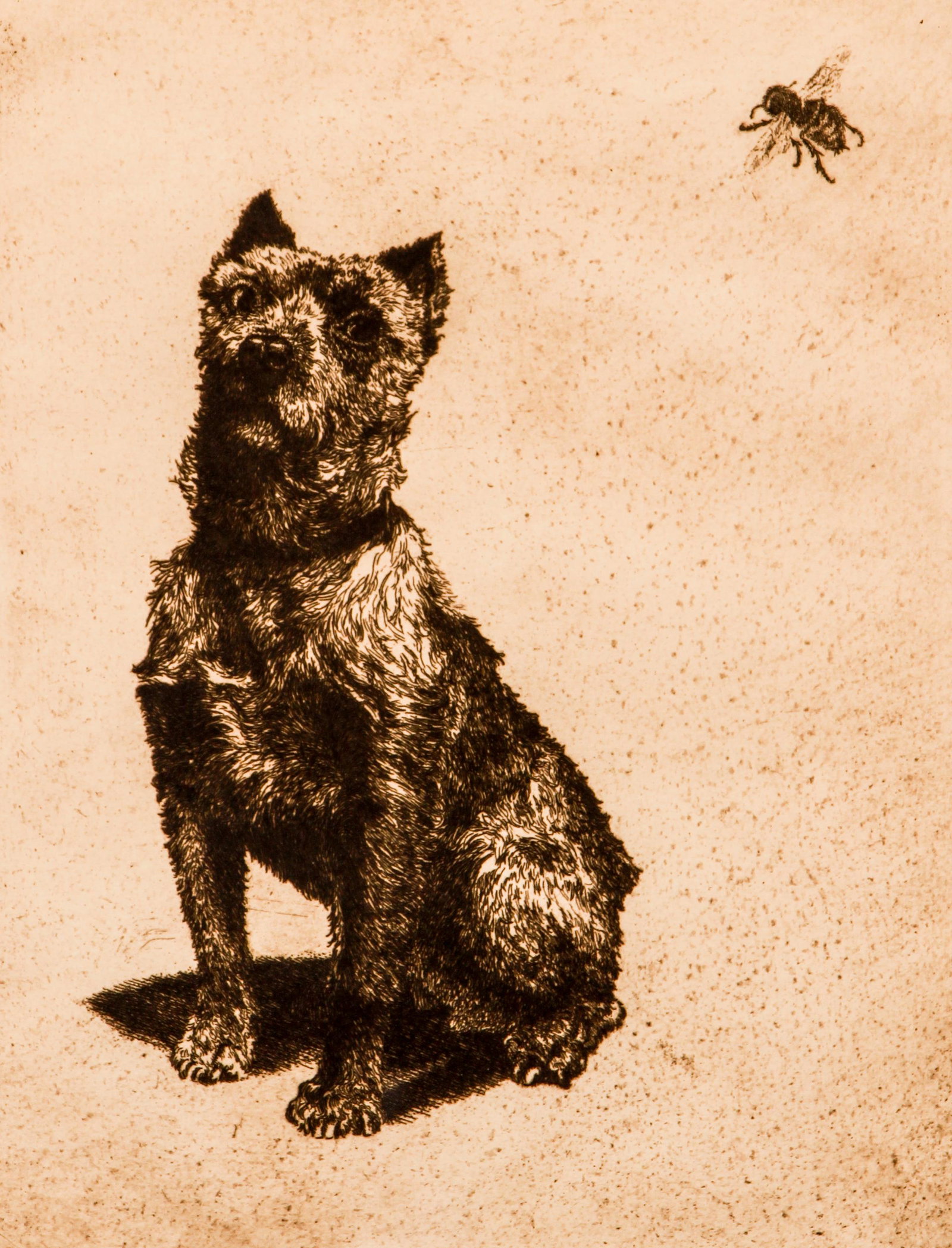 Paul Casberg etching of Terrier and Bee Signed: Casberg, Paul (German 1883-1944), Portrait of a Dog (Terrier) 1925 and Bee, c.1922, etching, signed lower right in pencil, from the Hundepack portfolio published Berlin 1925, impression 10 x 7.5 inche