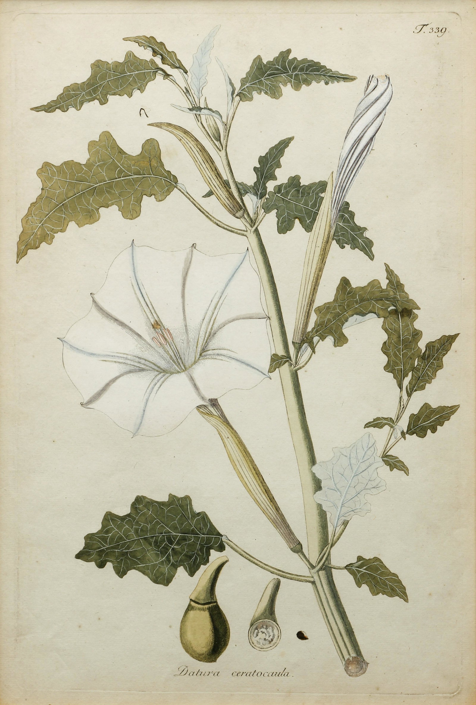 Nicholas Jacquin Datura Botanical Engraved Plate: Jacquin, Nicholaus Joseph (Dutch, 1727-1817), Datura Ceratocaula, c.1797, hand-colored copperplate engraving, 18 x 11 inches, matted and framed 34 x 26 inches. A lovely impression of this fascinating 