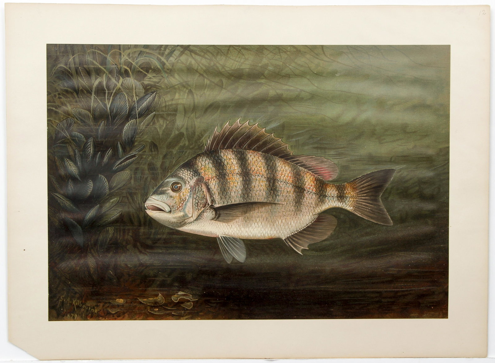 4 Samuel Kilbourne Chromolithographs Fish: Kilbourne, After Samuel (American, 1836-1881), Four Chromolithos of Fish: Sheepshead, Whiting, Spanish Mackerel and Striped Bass, 1878-1881, the plates have been mounted to a larger sheet, images 14.2
