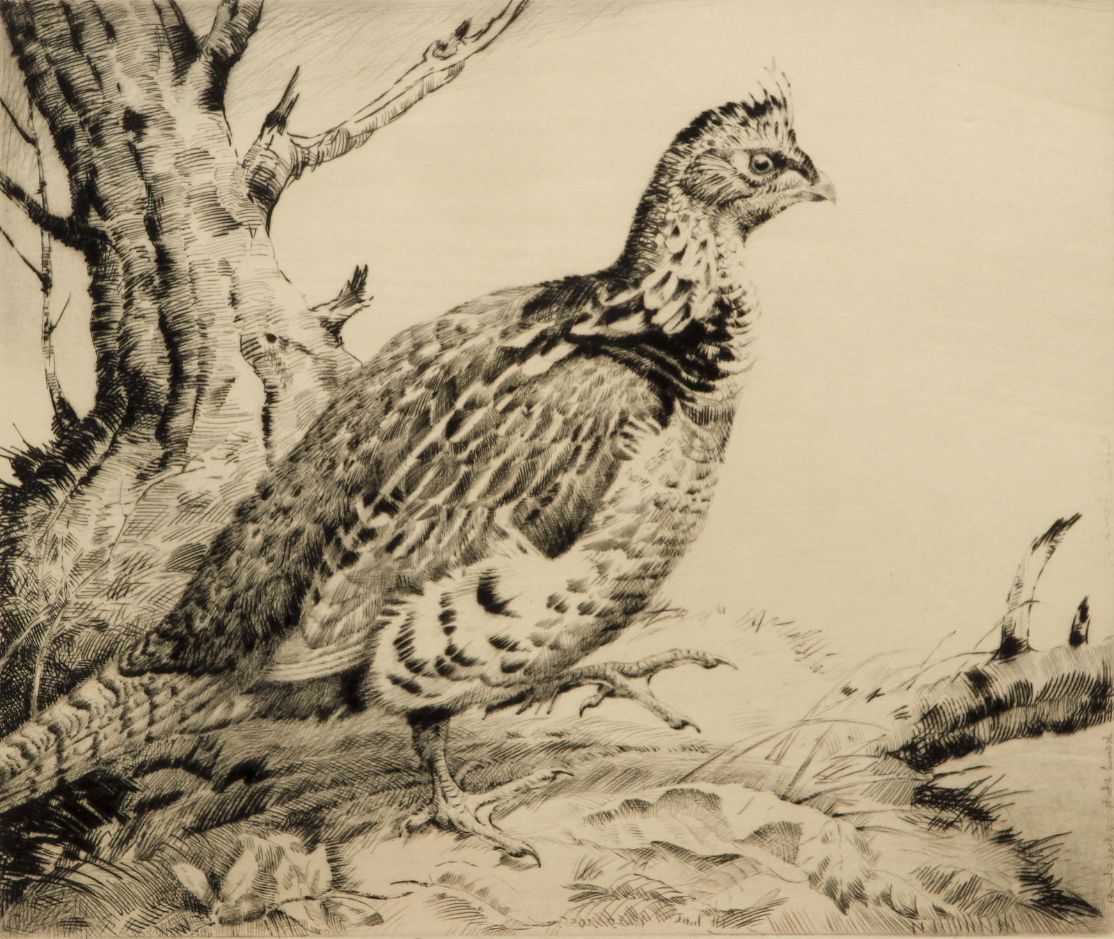 Lot 3 Henry Emerson Tuttle Grouse Etchings: Tuttle, Henry Emerson (1890-1946), Group of 3 etchings of Grouses, each one signed by the artist in pencil at lower margin, largest image 9.25 x 10.75 inches, all matted and framed 18.5 x 23.5 inches.
