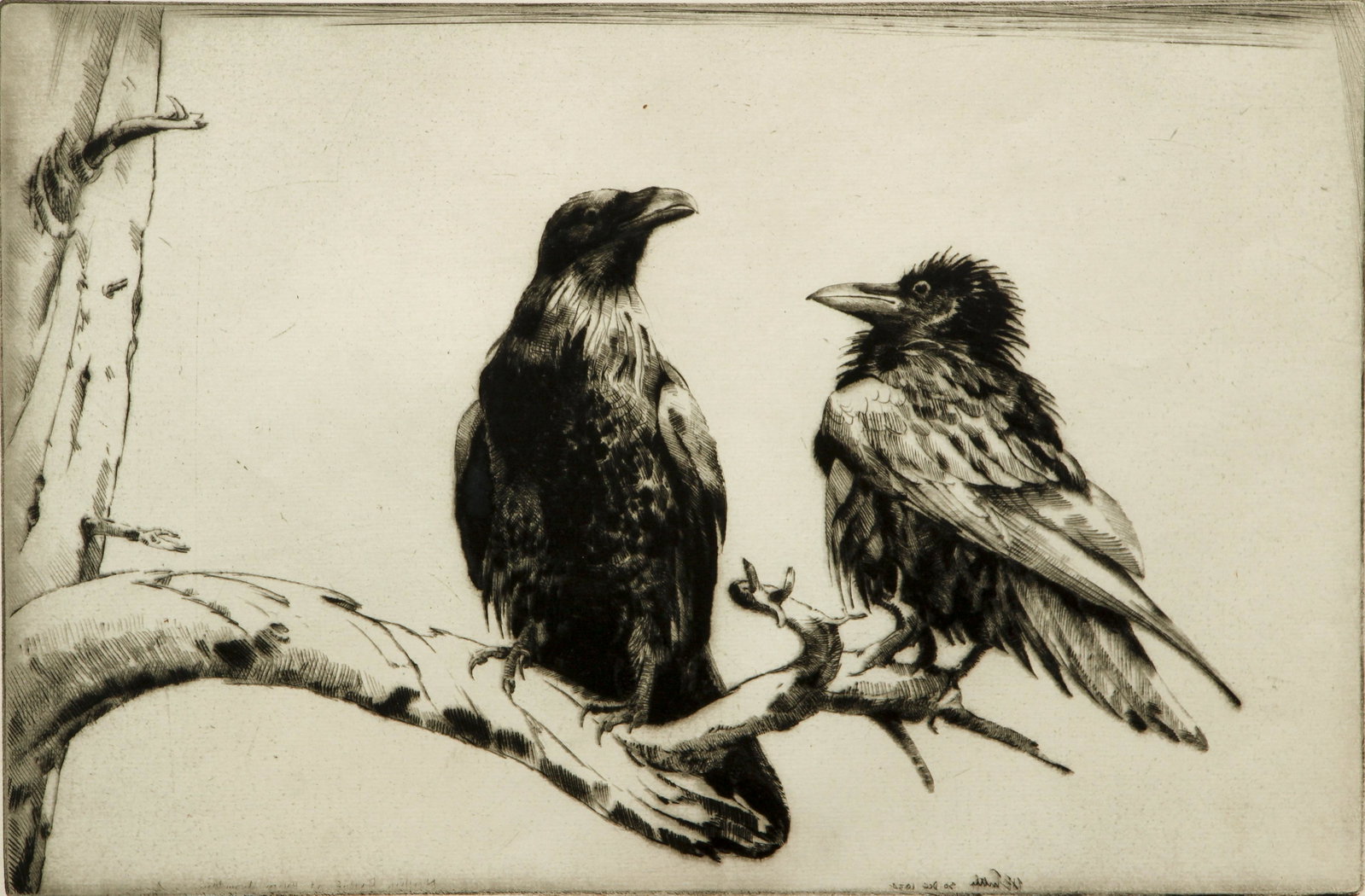 Pair of Henry Emerson Tuttle Bird Etchings: Tuttle, Henry Emerson (1890-1946), Pair of etchings of Birds, each one signed by the artist in pencil at lower margin, largest image 8.25 x 13 inches, both matted and framed 18.5 x 23.5 inches.