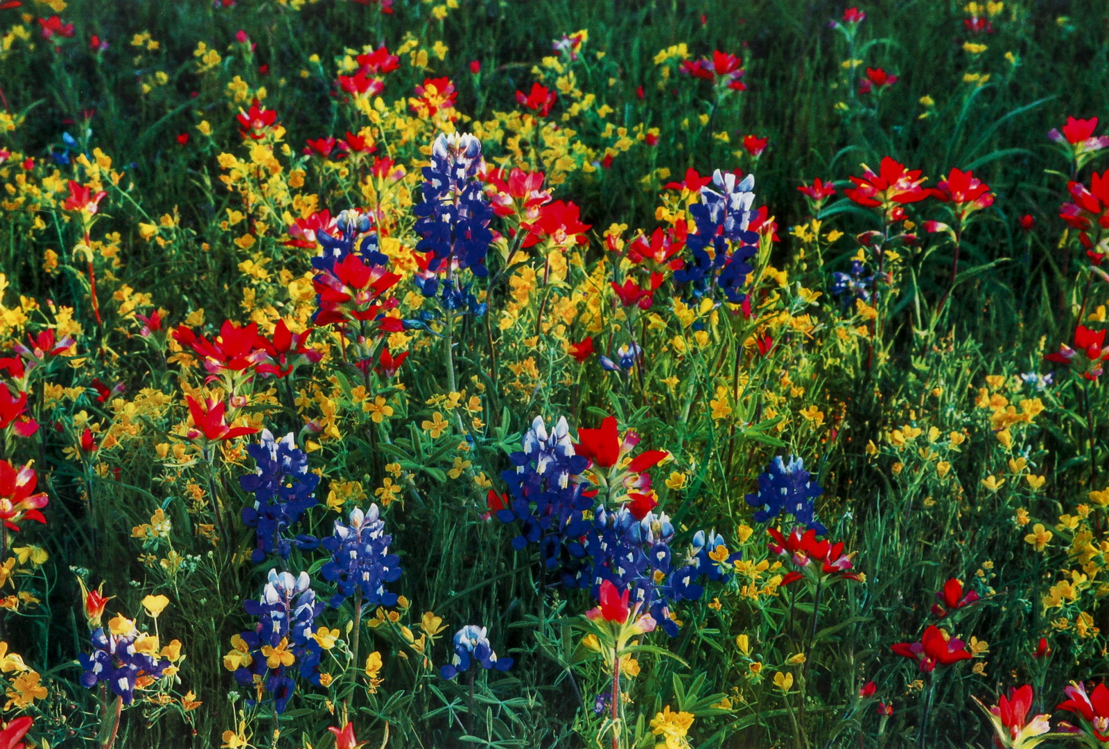 2 Don Robinson color photos Wildflower Bouquet and: Robinson, Donald M. (American 1926-2017), Wildflower Bouquet, Texas and Millcreek Winter, color photos, 10.5 x 15.5 inches and 16 x 24 inches, signed and titled on the mat and signed in silver pen low