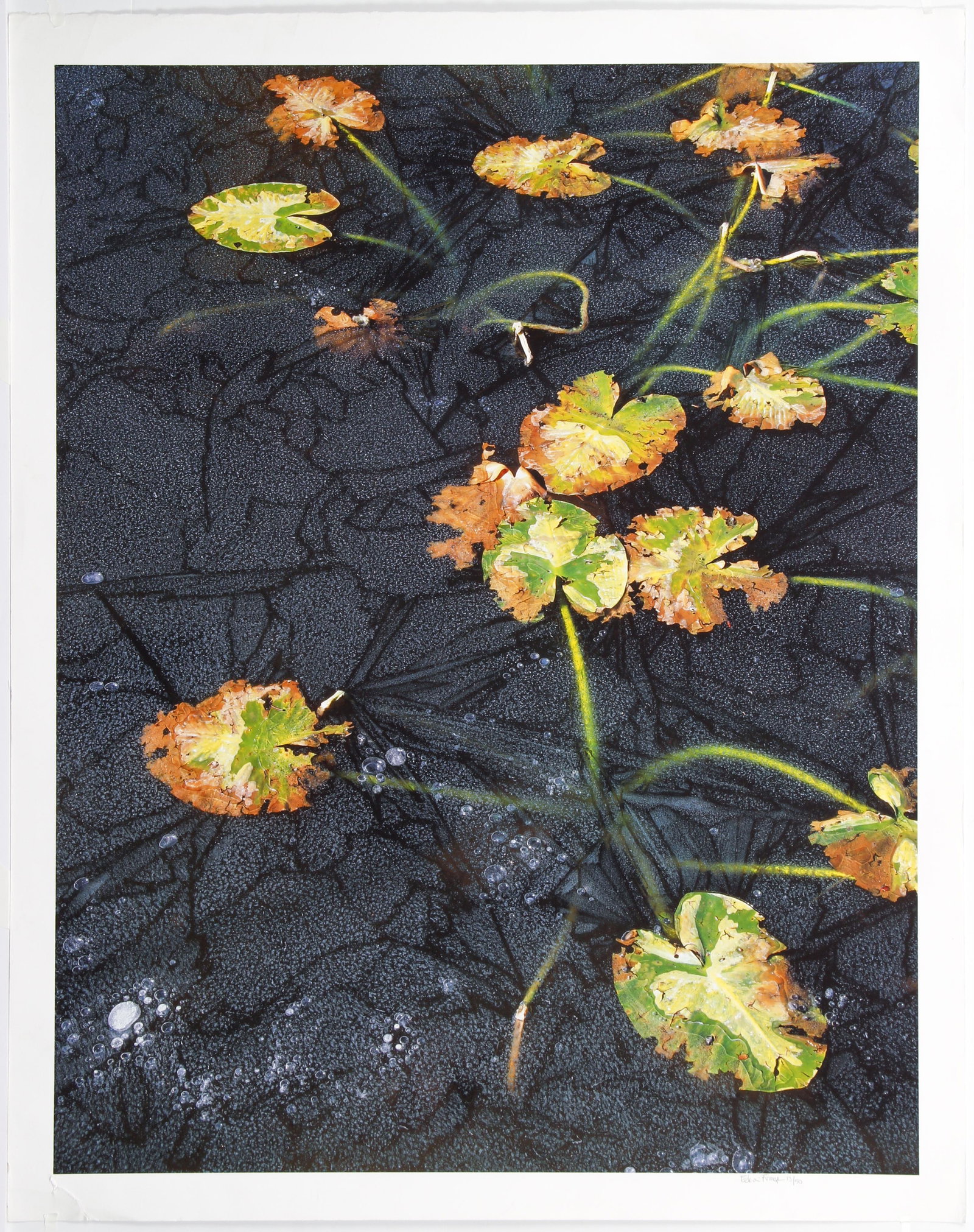 Large Contemporary color print Aquatic Plants Signed: 20th century American printmaking school, Aquatic Plants, c.late 20th century, color litho on paper, signed illegibly (initials appear to be BF or EF) and numbered 13/50 in pencil lower right, image 3