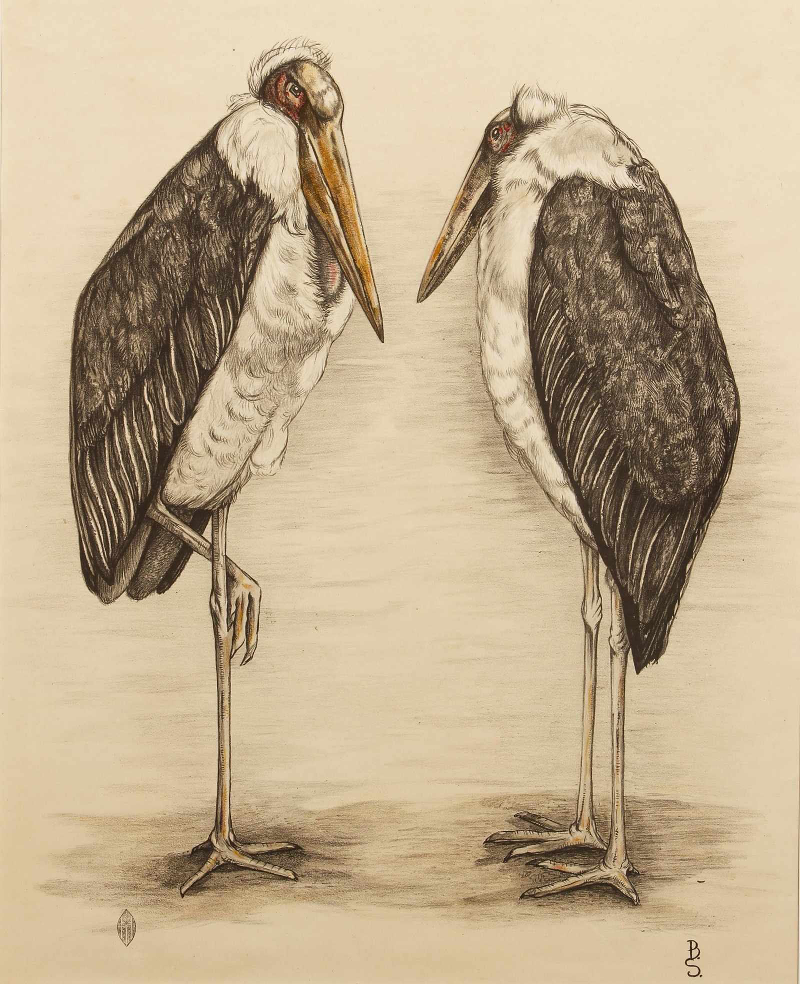 Drawing Marabou Storks Colored Pencil 20th cent: S., B. (20th century drawing school), Pair of Marabou Storks, c.1950s, graphite and colored pencil on paper, signed B.S. bottom right, and monogram with KHT and a three pronged crown bottom left, full