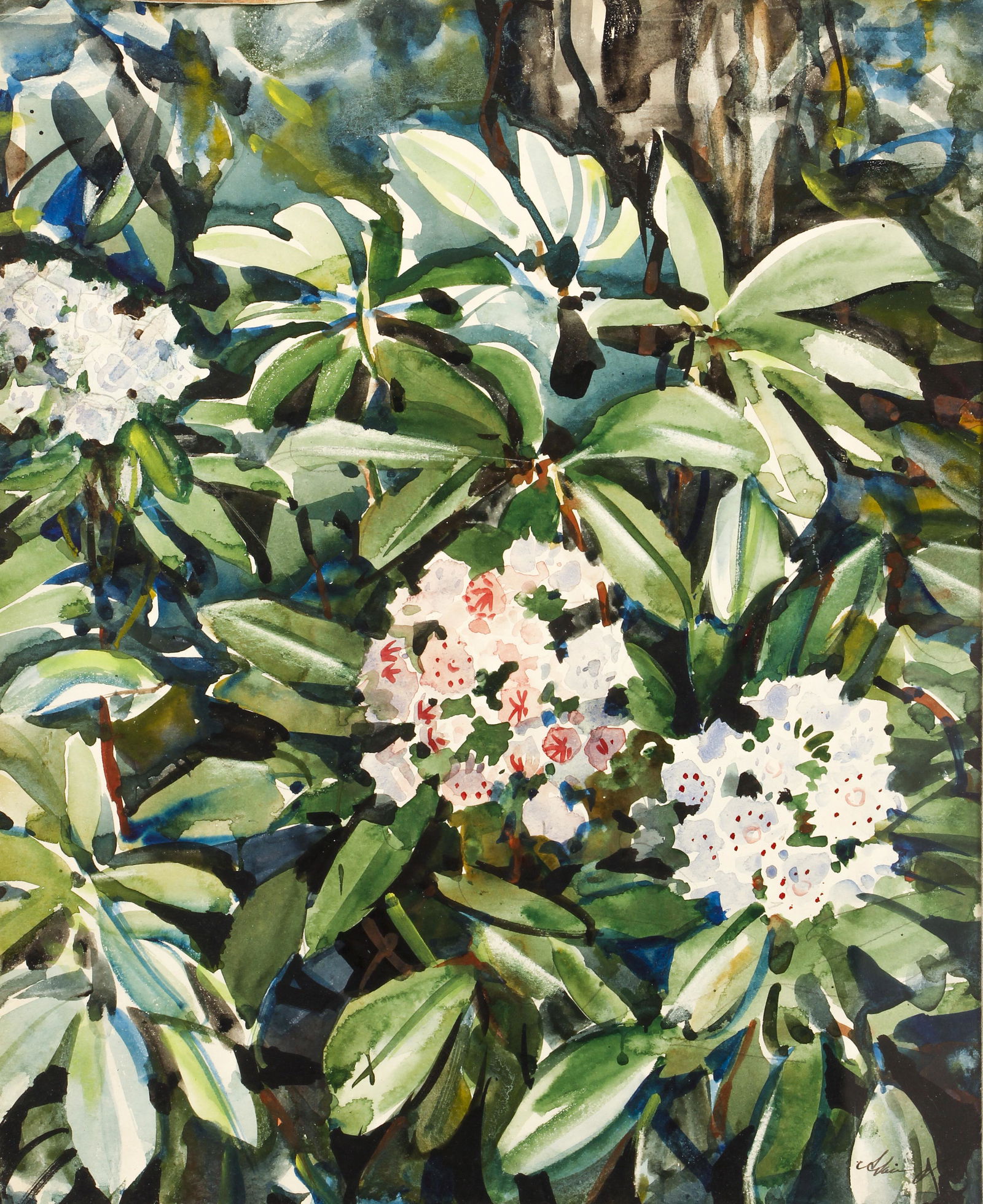 Andrey Avinoff Watercolor Mountain Laurel Floral (1 of 7)