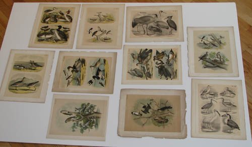 10 Bird Lithographs of Birds: Artist:19th century Stone Lithography Title:Many types of Shore Birds Date:19th/20th Century Medium:chromo-lithography Dimensions:12.25 x 8.75 inches