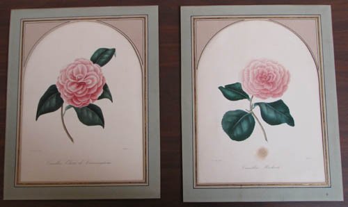 2 Abbe Laurent Berlese' Camellia flowers: Artist:drawn by J.J. Jung for Abbe Laurent Berlese definitive work on Camellias Title:Camillia Hockeru, Camillia Elatu de Cunningham Medium:hand colored engraving Dimensions:7 x 6 inches images size F