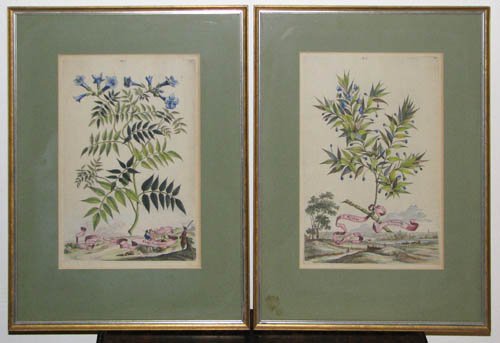 Pair of Hand colored Botanical engravings