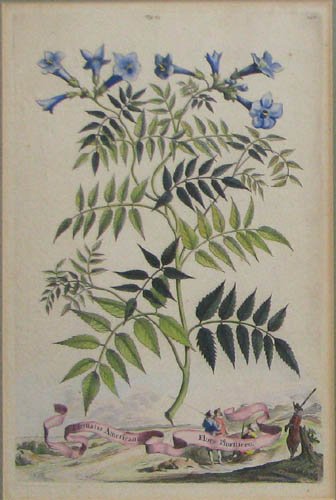 Pair of Hand colored Botanical engravings - 2