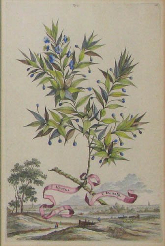 Pair of Hand colored Botanical engravings - 3