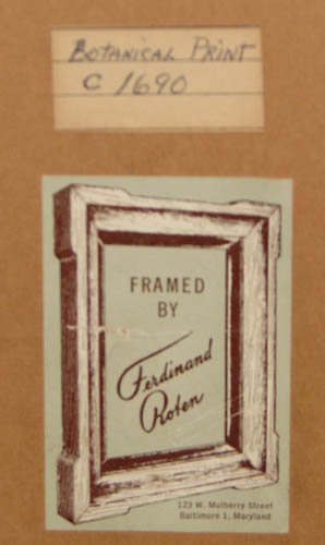 Pair of Hand colored Botanical engravings - 4