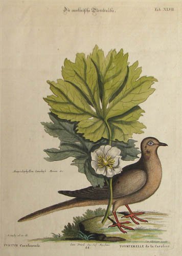Carolina Turtledove by Johann Michael Seligmann aft