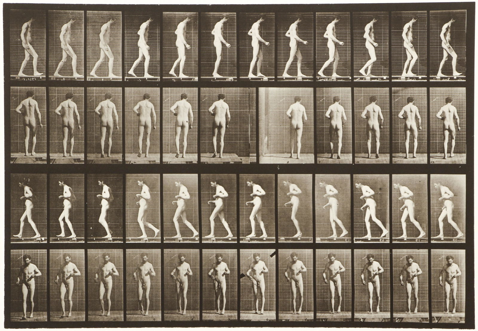 Eadweard Muybridge Collotype Plate Animal Locomotion (1 of 4)