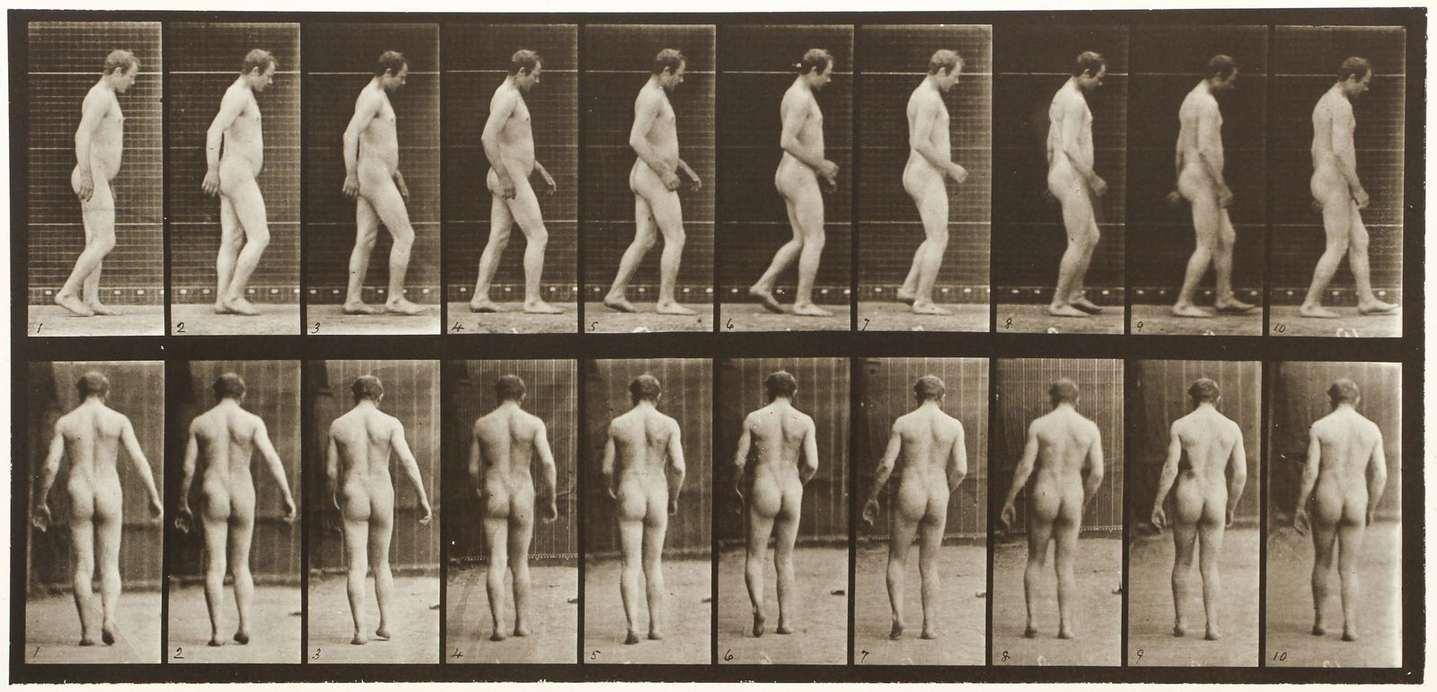 Eadweard Muybridge Collotype Plate Animal Locomotion (1 of 4)