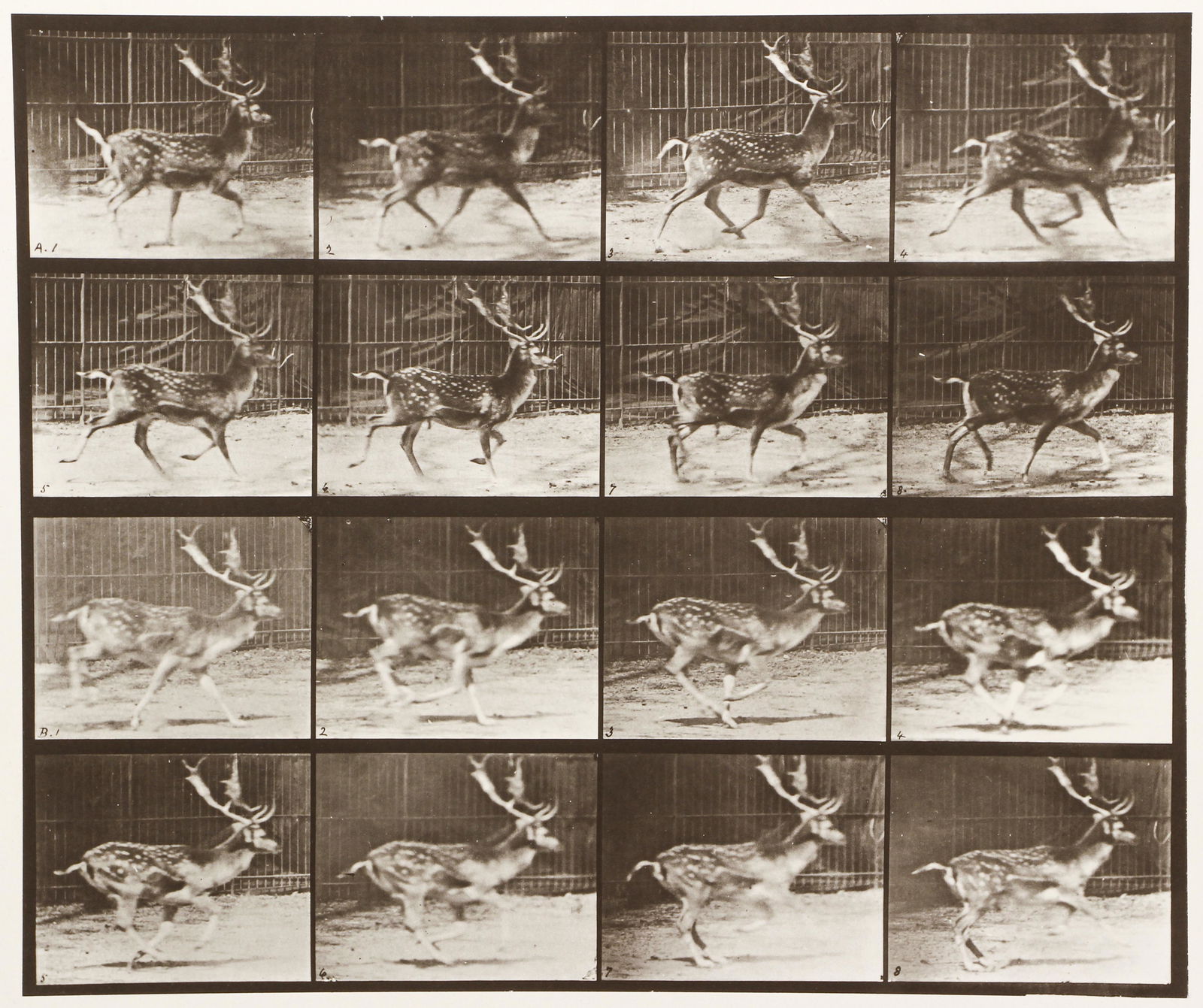 Eadweard Muybridge Collotype Plate Animal Locomotion (1 of 4)