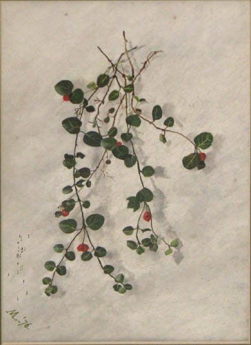 Mabel Loomis Todd Partridge Berry painting on boar: Artist: Todd, Mabel Loomis (American Illustrator 19th/20th Century) Title: Partridge Berry Date: 1876 Medium: painting on board Dimensions: 10.3 x 6.8 inches (sight) Signature: Signed ML