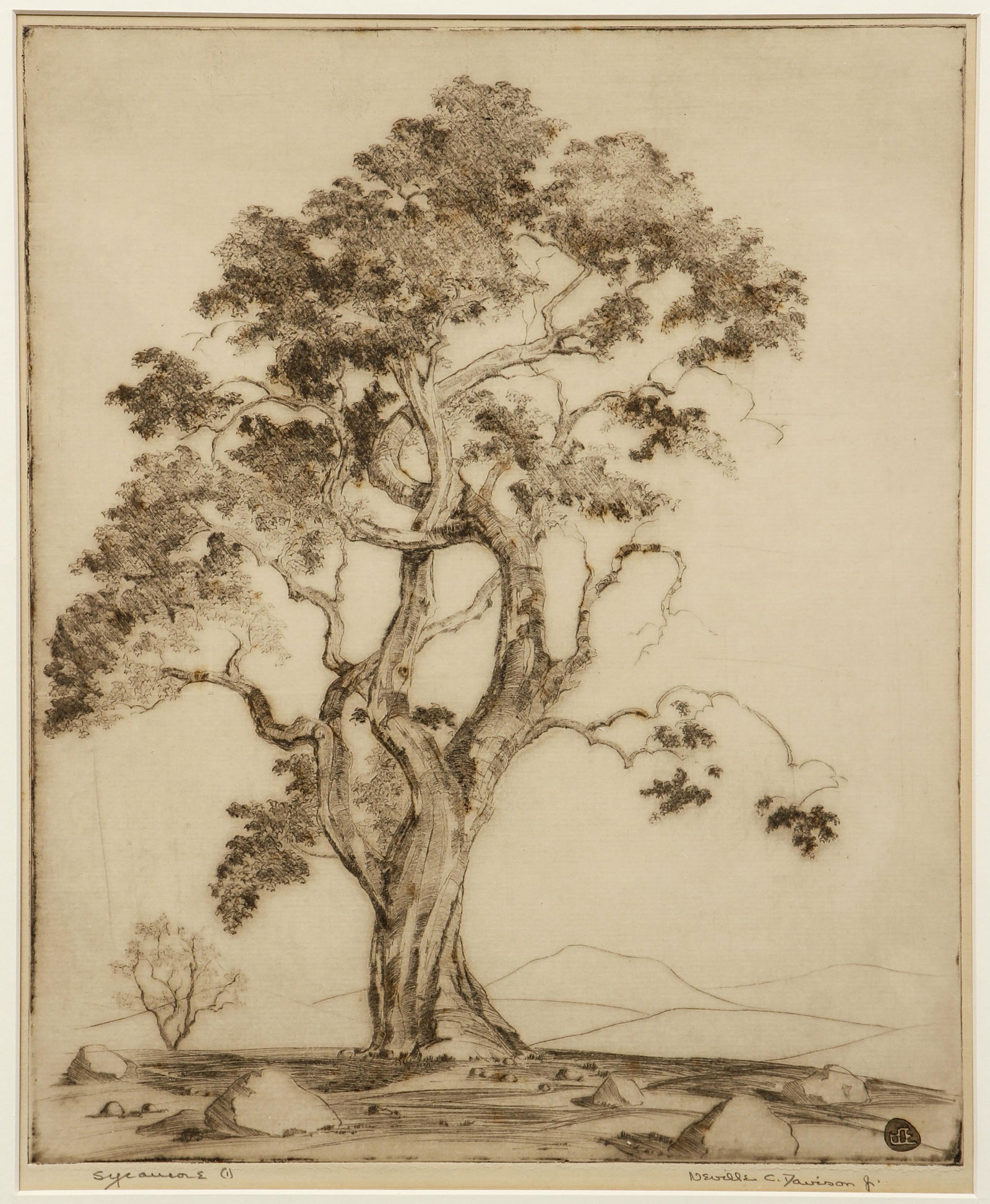 NEVILLE C. DAVISON framed etching Sycamore (1 of 5)