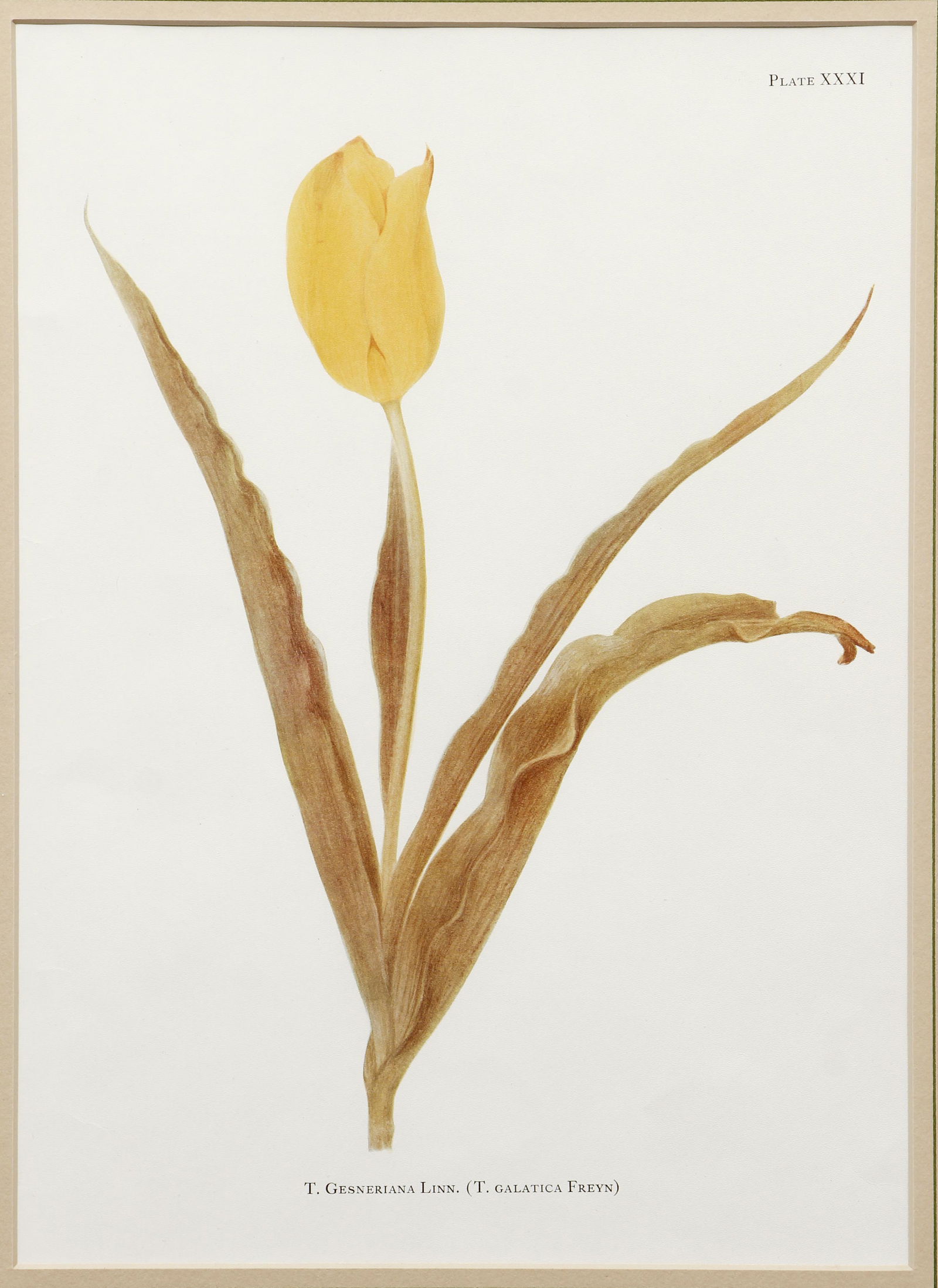4 framed W. R. Dykes Tulip Species Botanical (1 of 14)