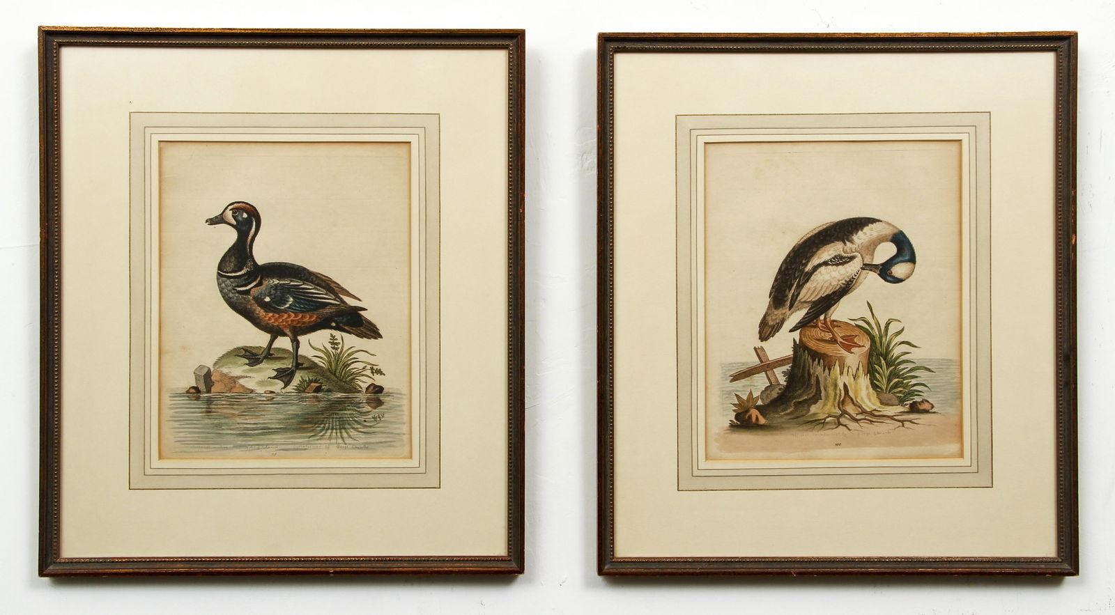 Pair Hand Colored George Edwards Duck Engravings (1 of 8)