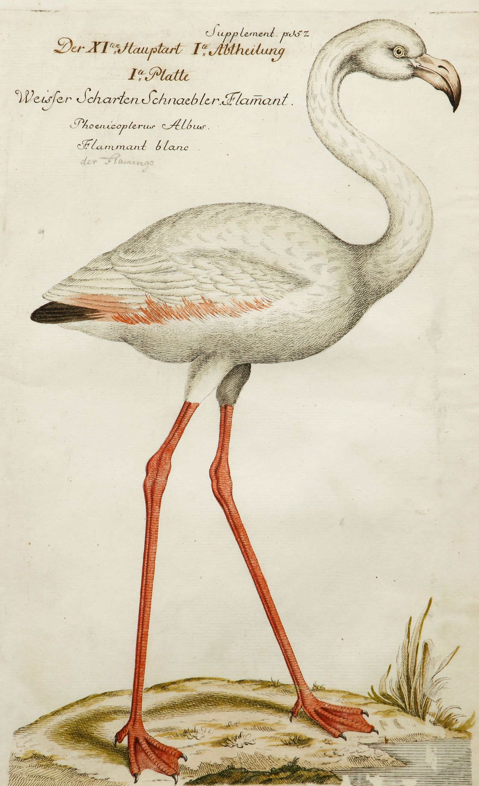 Johann Frisch Antique Color Engraving of Flamingo (1 of 4)