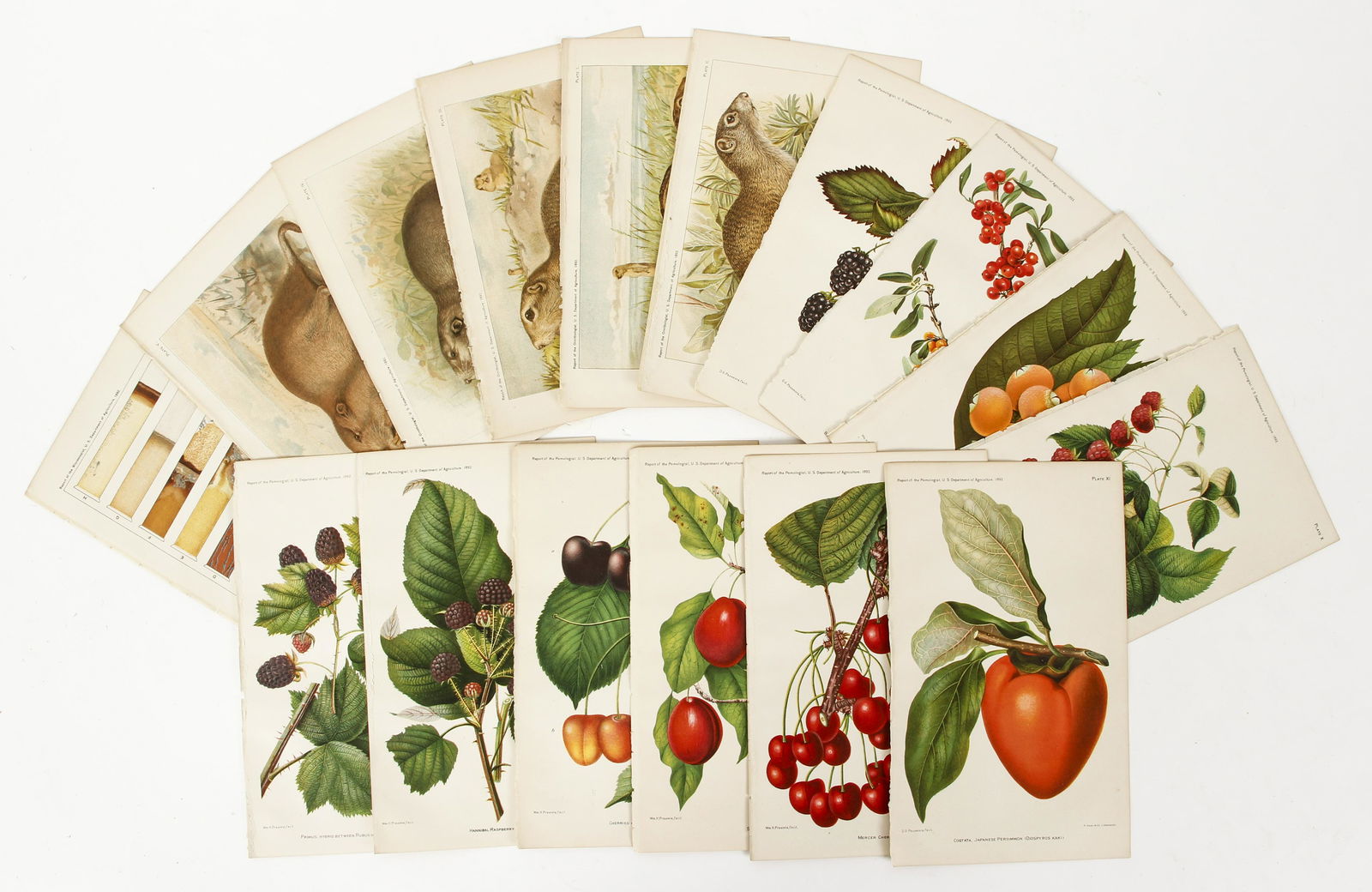 Lot 10 Botanical Chromolithographs 1892 plus others (1 of 7)
