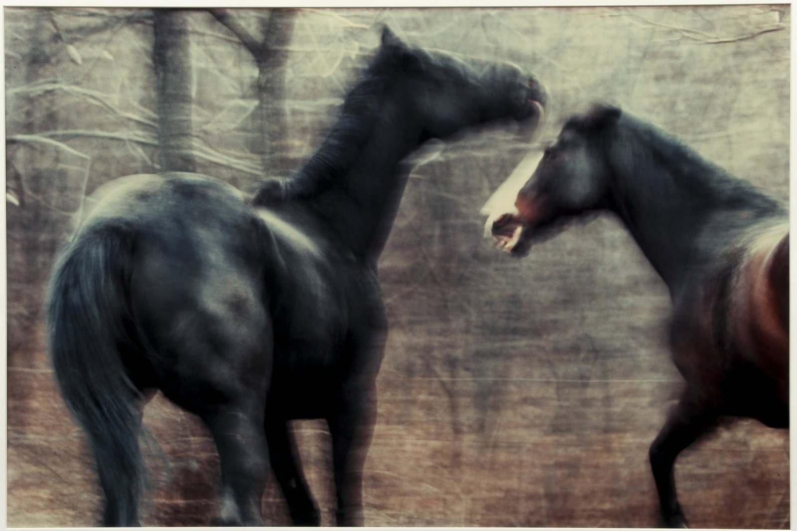 Jo Leggett Color Photograph of Horses: Leggett, Jo (Contemporary American), Horses from the Animal Series, chromogenic color photograph print, 19 x 28.5 inches, matted and framed 26 x 35.5 inches, apparently unsigned. Provenance: A Pittsbu