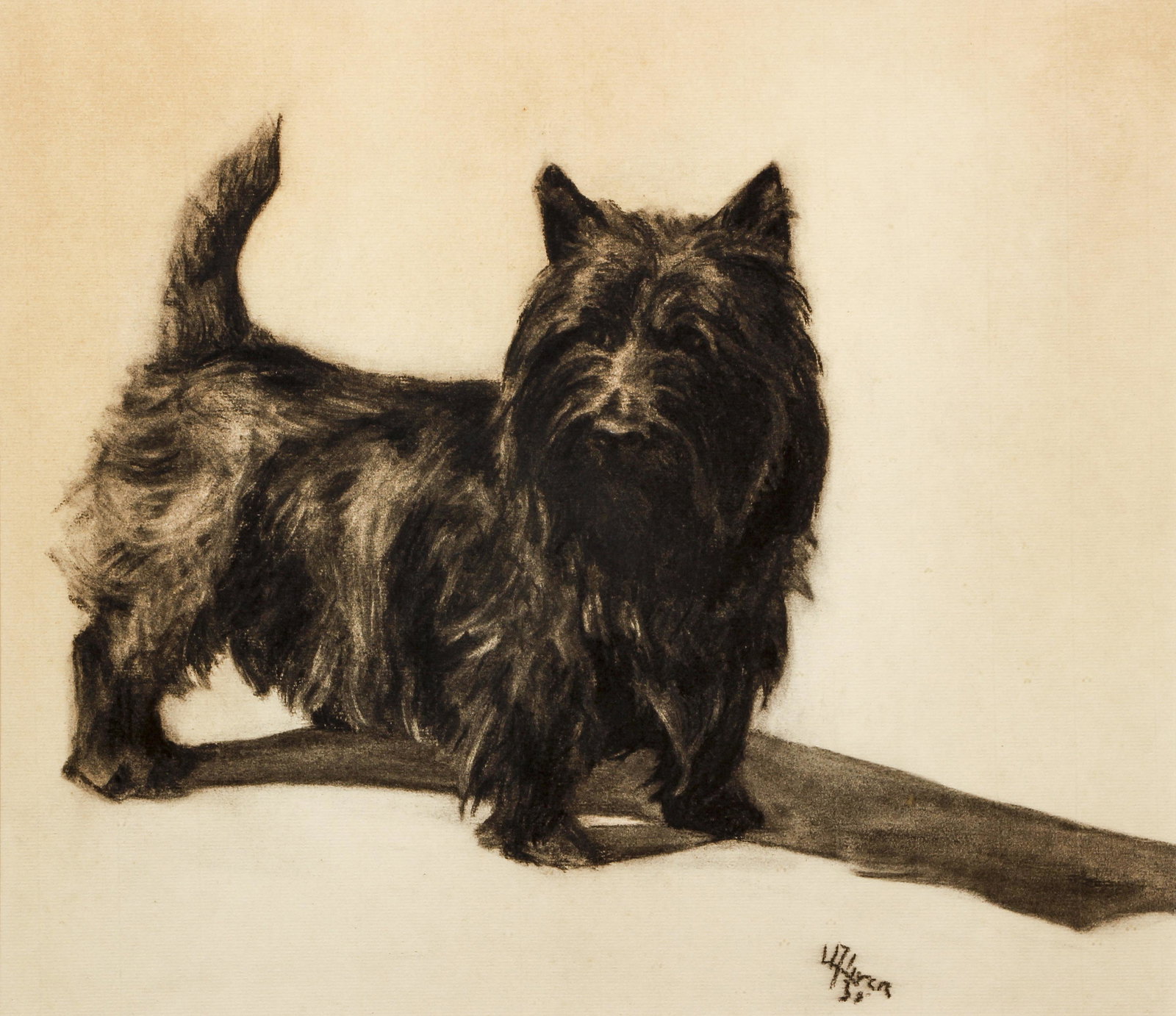 Scotty Dog charcoal drawing 1930 (1 of 4)
