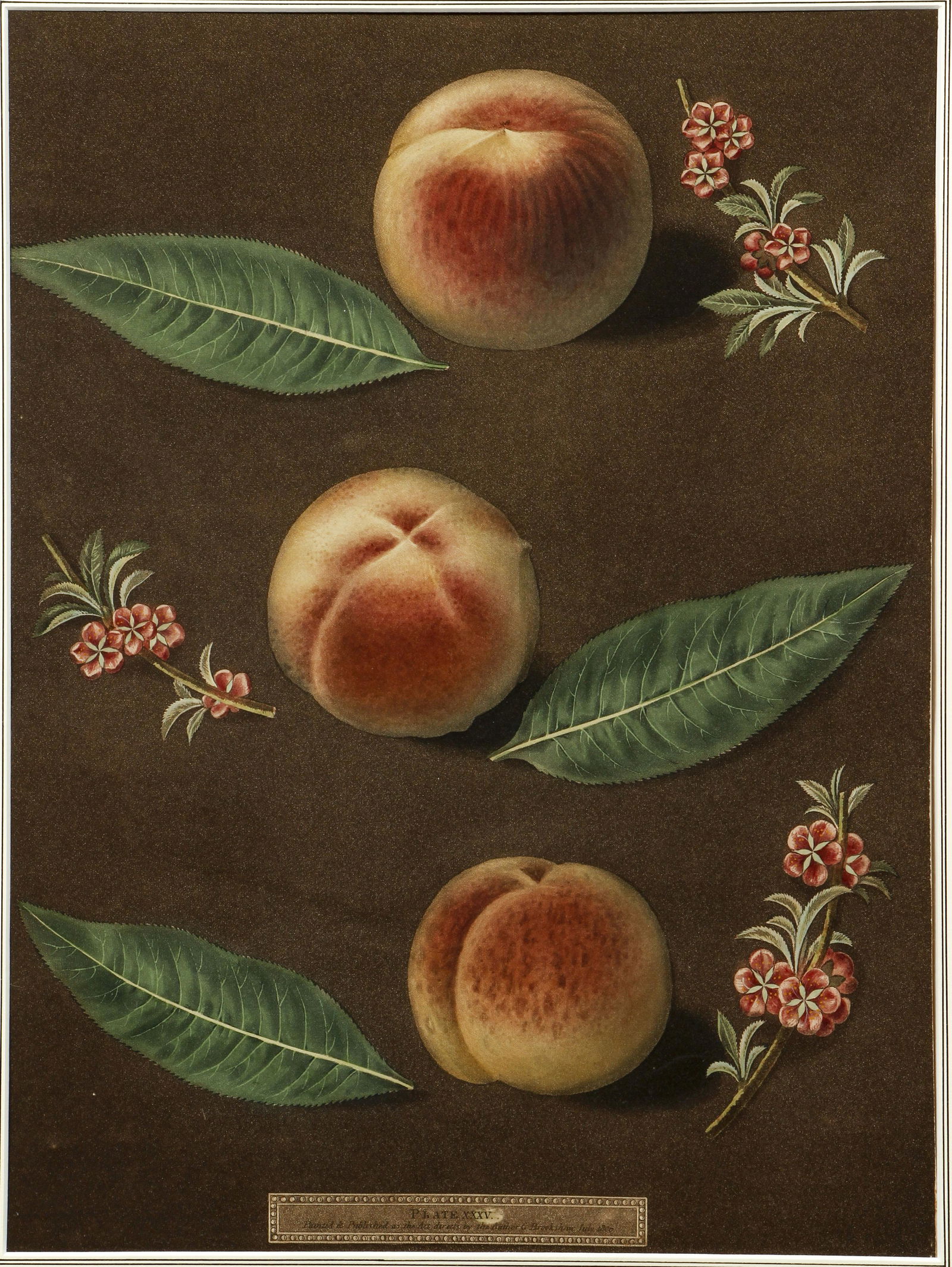 George Brookshaw aquatint stipple engraving Peaches: Brookshaw, George (English 1751-1823), Peaches, Pl XXXV, aquatint with stipple engravings, printed in colors and finished by hand on single sheets, from Pomona Britannica. London: T. Bensley for the a