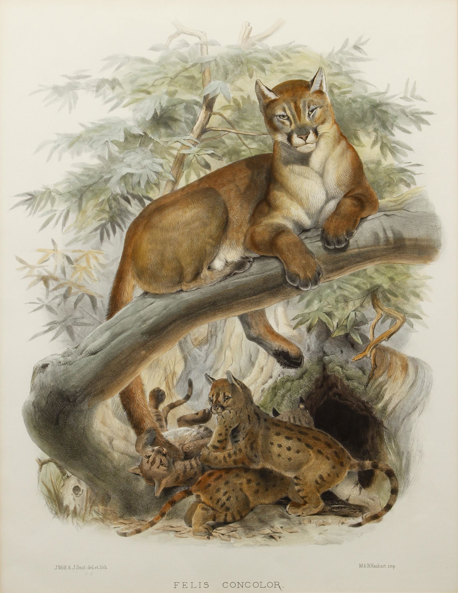 Daniel Giraud Elliot hand colored lithograph Cougar, (1 of 5)