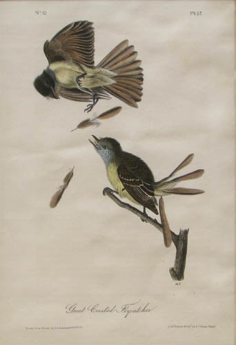 Framed Bowen octavo size Audubon Great Crested Fly: Artist: Audubon, John James (American 1785-1851) Title: Great Crested Flycatcher Date: Bowen Octavo Edition Medium: color lithograph Dimensions: 9 x 5.5 inches Edition Number: Bowen Signa