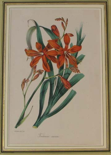 3 beautiful hand colored Paxton Botanicals in Fren: Artist: Holden, S. Title: 3 from Paxton's Magazine of Botany and Register of Flowering Plants,] Date: London, 1834-1838, Medium: hand colored lithography Dimensions: 8.75 x 5 inches Signature: </
