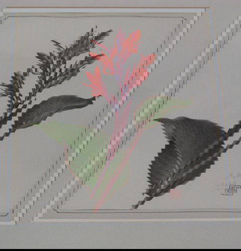 Jin-Yong Feng botanical illustration Canna Edulis: Artist: Feng, Jin Yong (Chinese, born 1934) Title: Canna Edulis Ker Date: 1973 Medium: watercolor and gouache Dimensions: 12 x 8.75 inches Description: botantical illustration Signature: